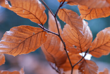 Autumn brown red leaves, Alnus in spring