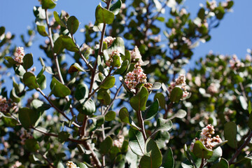 Terminal indeterminate panicle inflorescences bloom on Bittersweet Sumac, Rhus Integrifolia,...