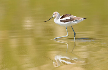 American Avocet wading in the shallow waters of San Jacinto Wildlife Area near Lake Perris in Riverside County.  