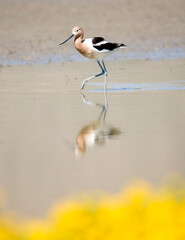 American Avocet wading in the shallow waters of San Jacinto Wildlife Area near Lake Perris in Riverside County.  