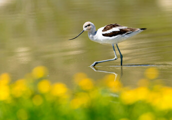 American Avocet wading in the shallow waters of San Jacinto Wildlife Area near Lake Perris in Riverside County.  The foreground is yellow flower bokeh. 