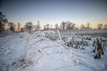 Winter raureif
