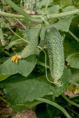 Cucumber (Cucumis sativus) in vegetable garden