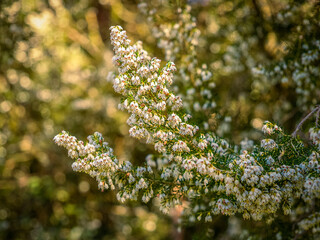 Detail of Erica arborea bushes flowers a in forest with blurred background - obrazy, fototapety, plakaty