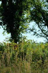 Obraz premium Vertical Sun lit wild natural plants growing and glistening in the sun