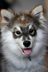 Portrait of a young puppy Finnish Lapphund dog