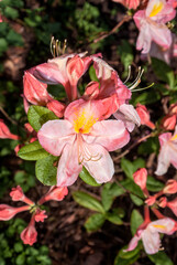 Fototapeta premium Rhododendron 'Satomi' (Rhododendron x mollis) in garden, Moscow region, Russia