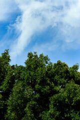 abstract full frame picture of nature trees and cascading clouds