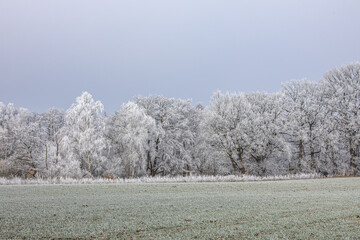 Winter raureif