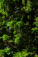 Close up for frame of the green Pinetree in summer