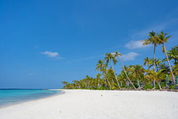 Traumhafter Strand mit vielen Palmen und Sonnenliegen auf einer Insel auf den Malediven, im Hintergrund blauer Himmel