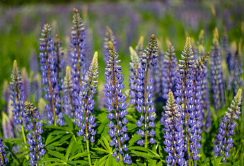 field of lupin flowers