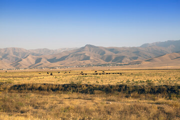 Fototapeta premium The road in the desert area of Uzbekistan. Buildings on the hill and grazing herds