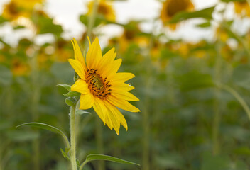 Background of head of sunflower on the field