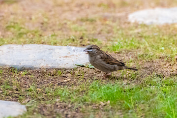 A sparrow standing in the garden, with a feather in the beak
