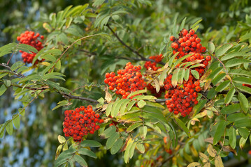 Rowan (Sorbus aucuparia) in park, Central Russia