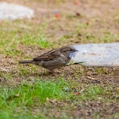 A sparrow standing in the garden, with a feather in the beak
