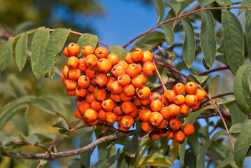 Rowan (Sorbus aucuparia) in park, Central Russia