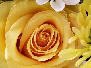 Closeup of Yellow Rose