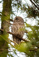 Barred Owl
