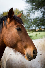 Obraz premium Retrato de una cabeza de caballo
