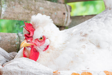 Gallus gallus domesticus, white peasant hen angry while laying an egg in a guadua henhouse in profile closeup