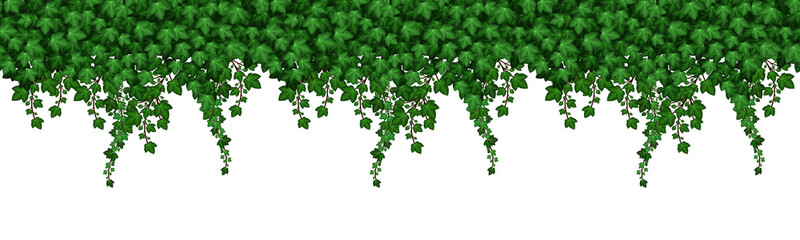 Fototapeta premium Ivy leaves seamless pattern. Green foliage texture with leaves and climbing branches on white background. Natural plant wall. Vector illustration