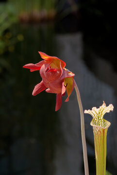 White Pitcher Plant (Sarracenia leucophylla) in park