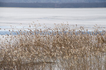 reeds ice and water on a wide river. On a sunny spring day, dry tall yellow reeds grow from the ice...