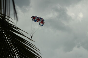 Paracaidista aterrizando en una rama de palma de coco