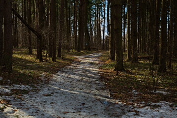 Pre-sunset rays of the spring sun in a pine forest.