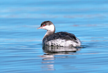 Closeup of a Horned Grebe in Winter plumage floating on a pretty blue water lake.