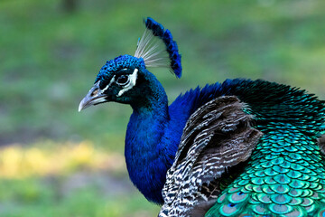 Fototapeta premium Male Peacock