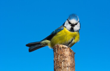 Blue tit (Parus caeruleus) sits on the  tree branch , blue sky background