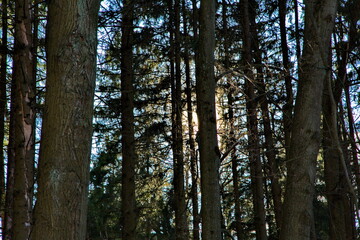 Obraz premium Pre-sunset rays of the spring sun in a pine forest.