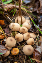 Puffball mushroom