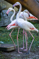 White flamingos with red feathers on the wings