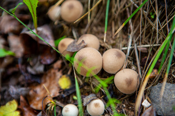 Puffball mushroom
