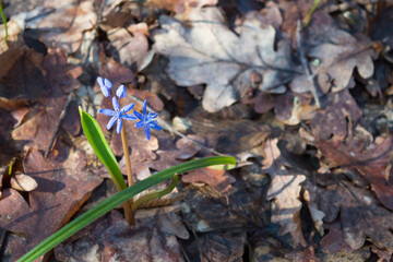 Two-leaf squill. Scilla bifolia. Blue spring flower. Squill, in the family Asparagaceae, subfamily Scilloideae. Blurred background with copy space. Selective focus. Close up. Bokeh.