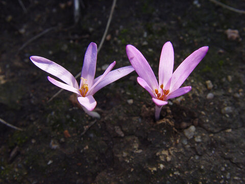 Colchicum corsicum, Colchico di Corsica