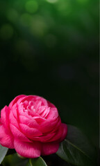 Bright pink camellia flower blurred background