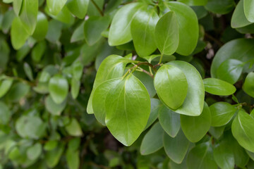 Griselinia littoralis or kapuka or New Zealand broadleaf plant