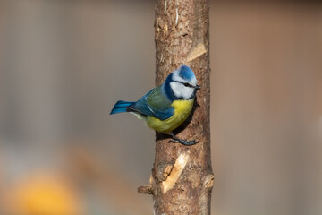Blue tit (Parus caeruleus) sits on the  tree branch , blur greenish background