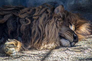 Naklejka premium portrait of a sleeping lion