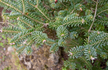Korean fir coniferous tree branches
