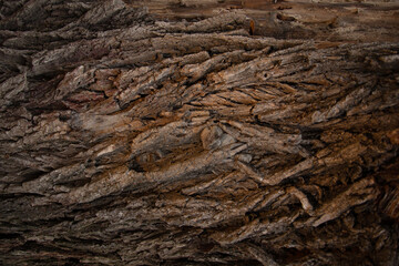 bark of tree