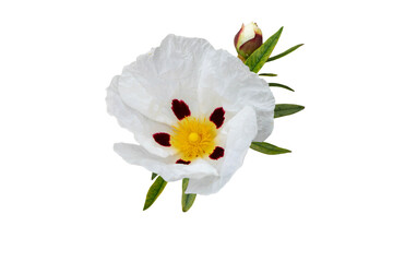 Labdanum or gum rockrose flower and leaves isolated on white