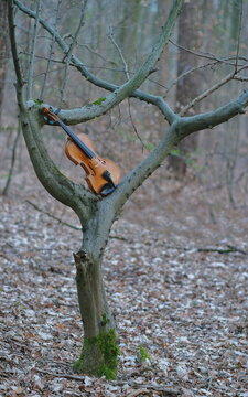 Eine orangene Violine zwischen Äste und Baumstämme teilweise mit grünem Moos bedeckt.