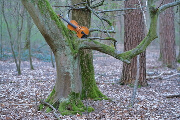 Eine orangene Violine zwischen Äste und Baumstämme teilweise mit grünem Moos bedeckt.