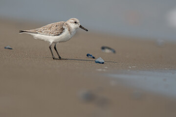 Sanderling (Calidris alba) in the beach eating, in the Ebro Delta
